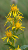 Solidago virgaurea subsp. minuta. Close-up.jpg