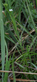 Thesium alpinum.jpg