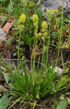 Tofieldia calyculata.jpg