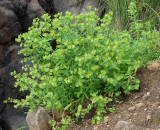 Euphorbia azorica.2.jpg
