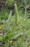 Platanthera micrantha.jpg