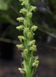 Platanthera pollostantha. Closer.2.jpg