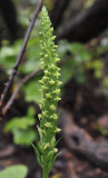 Platanthera pollostantha. Closer.3.jpg