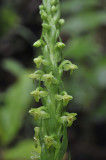 Platanthera pollostantha. Closer.jpg