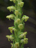 Platanthera pollostantha. Close-up.jpg