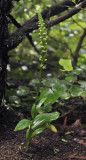 Platanthera pollostantha.2.jpg