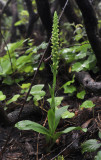 Platanthera pollostantha.3.jpg