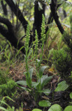 Platanthera pollostantha.4.jpg