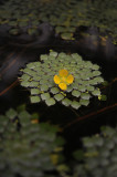 Ludwigia sedioides. Cover Hortus vrienden Glossy.jpg