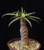 Dorstenia crispa var. lancifolia.jpg