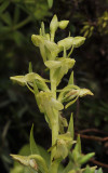 Platanthera azorica. Closer.jpg