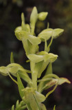 Platanthera azorica. Close-up.jpg