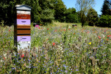 Ruches, abeilles et fleurs - Hives, bees and flowers