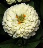 Flowers 2019