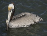 Pelican 3573.jpg