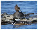 Hooded Merganzer Pair