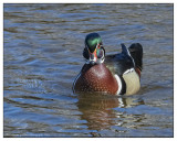 Wood Duck Drake