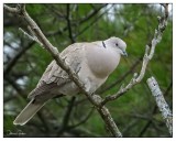 Eurasian Collared Dove