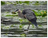 Great Blue Heron