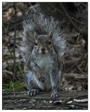 Grey Squirrel