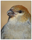 Pine Grosbeak (Female)