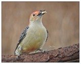 Red-Bellied Woodpecker