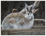 Snowshoe Hare