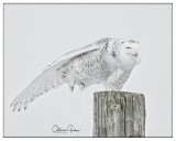 Snowy Owl (F)