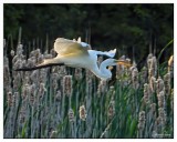 White Egret with Snack