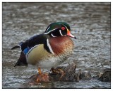 Wood Duck (Male)