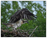 Osprey (Juv)