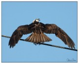 Osprey Mom Upset 