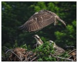 Osprey Chicks Hide & Seek ?