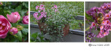 Various Pictures (mostly from my Balcony)