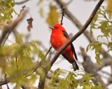 scarlet tanager DSC_9296.jpg