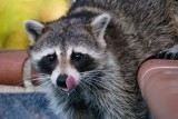 Raccoon licking its nose
