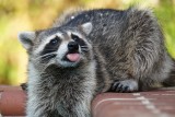 Raccoon sticking out its tongue