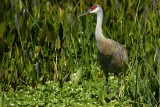 Sandhill crane