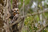Great horned owl - juvenile