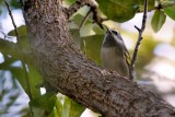 Golden-winged warbler