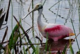 Roseate spoonbill male in mating colors