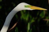 Great egret closeup with mating colors