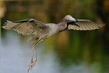 Little blue heron approaching to land