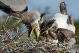 Great blue heron parent delivering fish meal