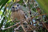 Red-shouldered hawk on nest, watching me