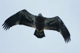 Bald eagle - juvenile in flight