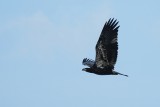 Bald eagle - juvenile in flight