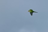 Monk parakeet flying by