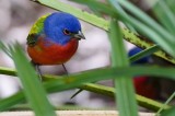 Male painted bunting