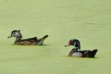Wood ducks - male and female